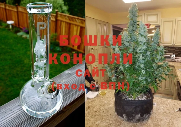 ГАЛЛЮЦИНОГЕННЫЕ ГРИБЫ Бородино