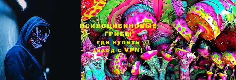 где купить   Дигора  Галлюциногенные грибы Psilocybine cubensis 